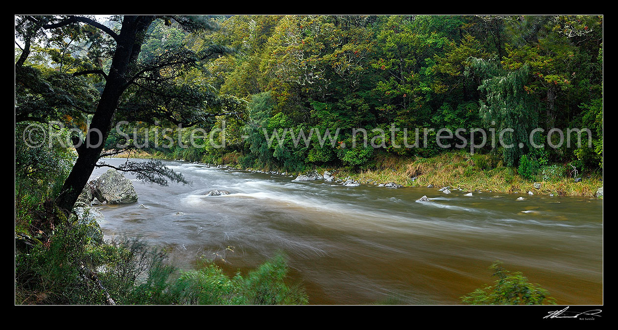 Image of Upper Buller River in moody early morning beech forest near Kawatiri. Panorama, Buller River, Tasman District, Tasman Region, New Zealand (NZ) stock photo image