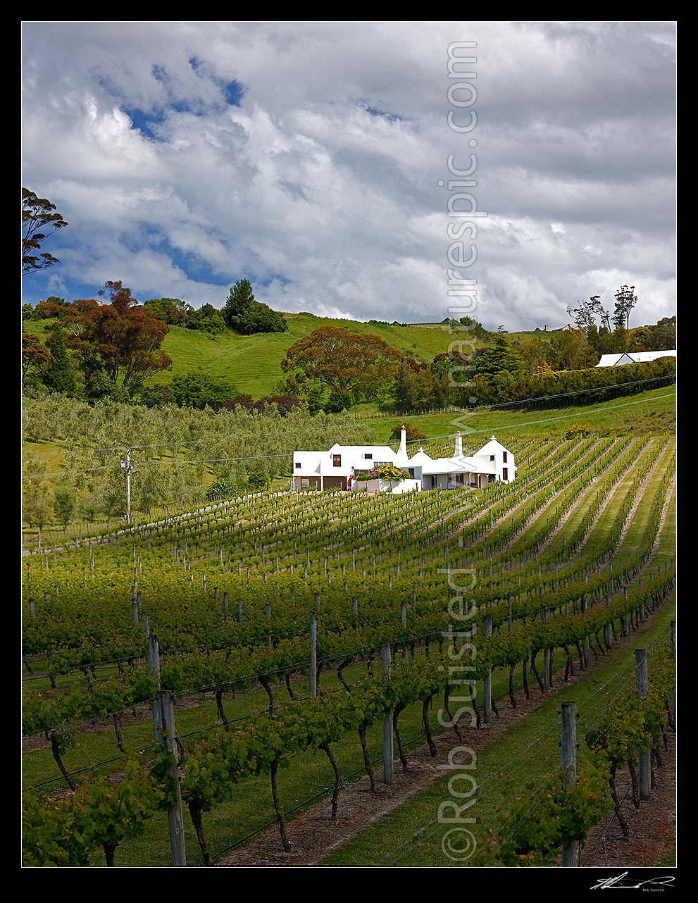 Image of Coleraine House or 'Buck House' landmark amongst vineyards of Te Mata Estate. House designed by Ian Athfield & built 1980, Havelock North, Hastings District, Hawke's Bay Region, New Zealand (NZ) stock photo image