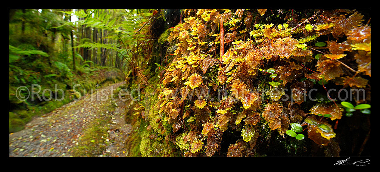 Image of Mahinapua walkway following the Mananui Bush Tramline route through a cutting in podocarp rainforest. Dripping wet moss closeup. Panorama, Hokitika, Westland District, West Coast Region, New Zealand (NZ) stock photo image