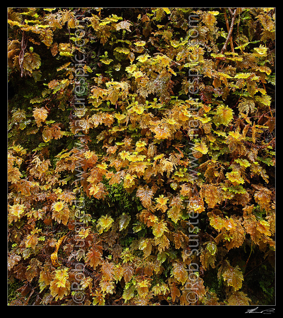 Image of Dripping wet Hypnodendron moss carpet on westland rainforest bank. Square format, Hokitika, Westland District, West Coast Region, New Zealand (NZ) stock photo image