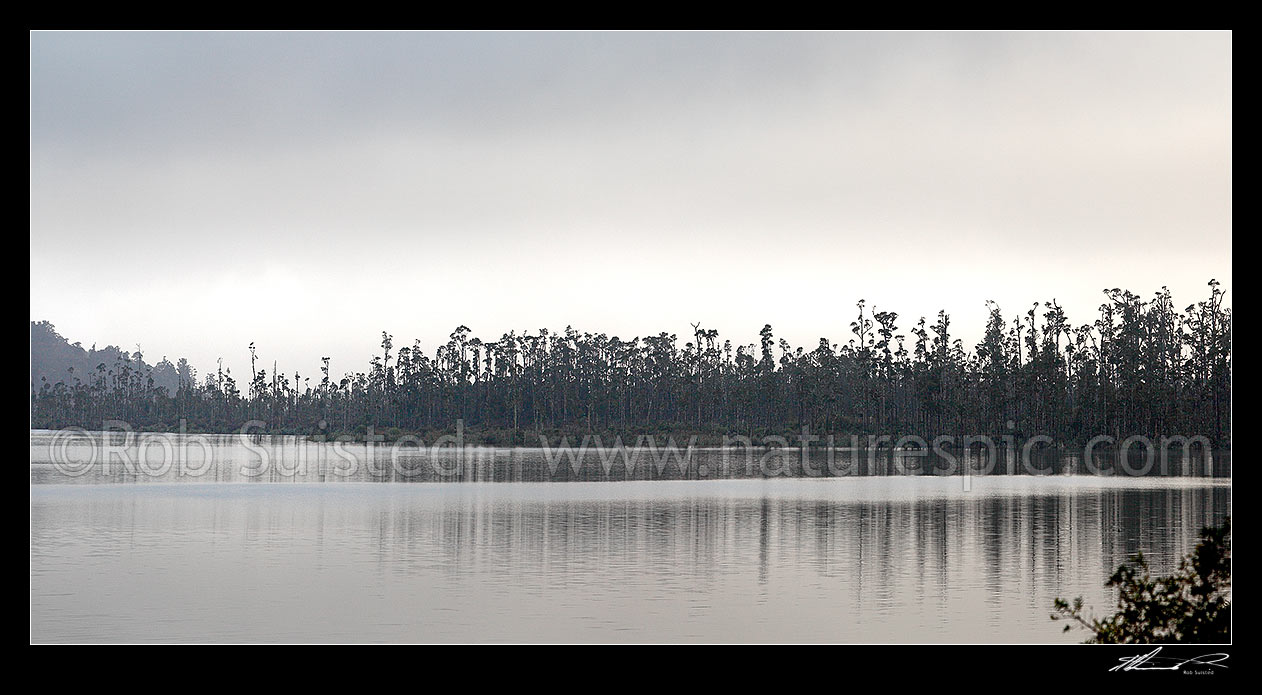 Image of Lake Wahapo panorama with swamp growing Kahikatea trees (Dacrycarpus dacrydioides) silhouetted in South Westland, Whataroa, Westland District, West Coast Region, New Zealand (NZ) stock photo image