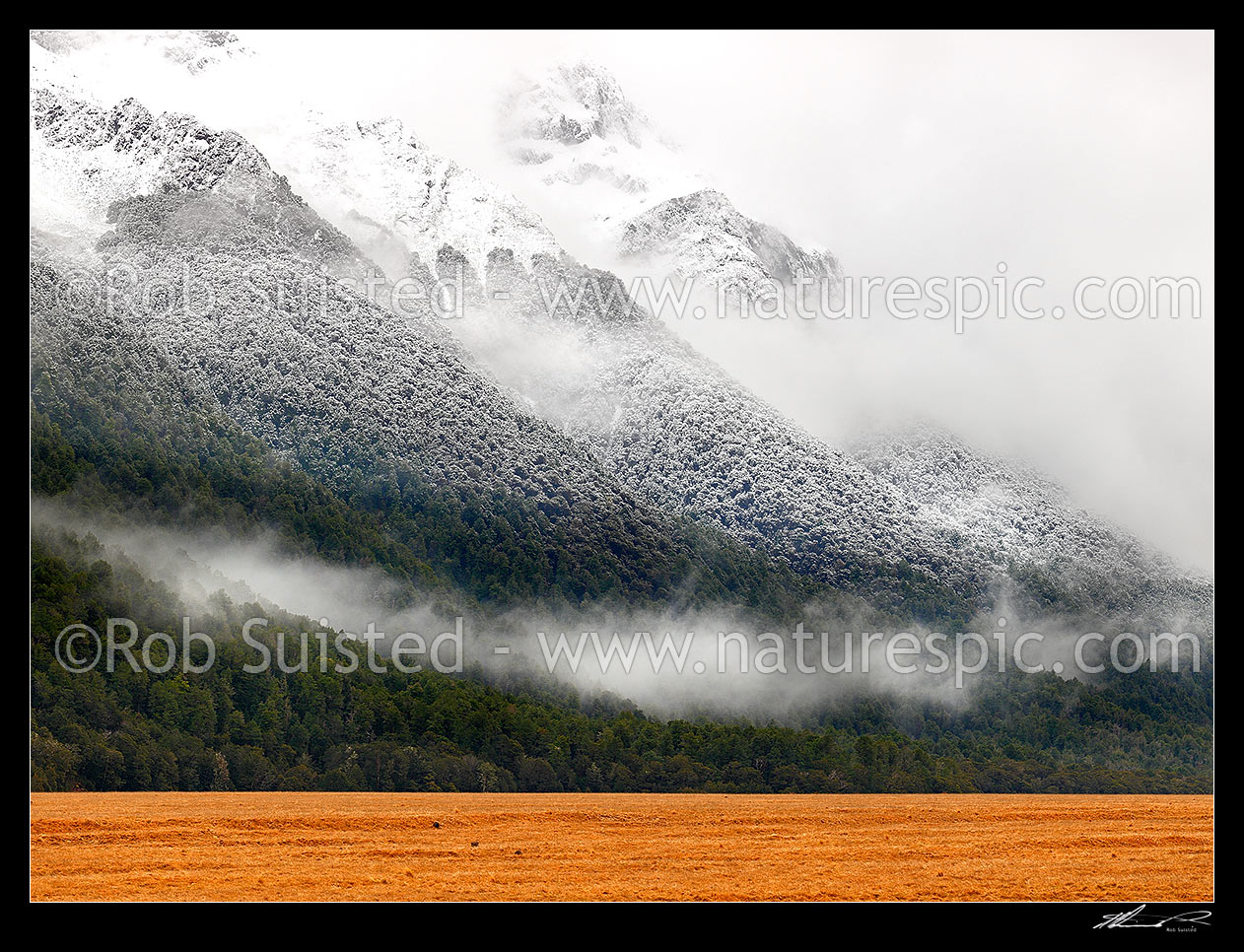 Image of Snow dusted beech forest and Earl Mountains above grassland in Eglinton River Valley, enroute to Milford Sound in winter, Fiordland National Park, Southland District, Southland Region, New Zealand (NZ) stock photo image