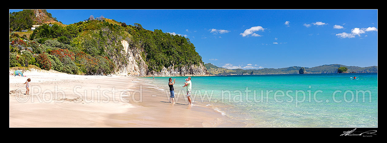 Image of Hahei Beach with a family enjoying the sunny summers day. Pohutukawa trees flowering and an azure blue sea. Panorama, Hahei, Coromandel Peninsula, Thames-Coromandel District, Waikato Region, New Zealand (NZ) stock photo image