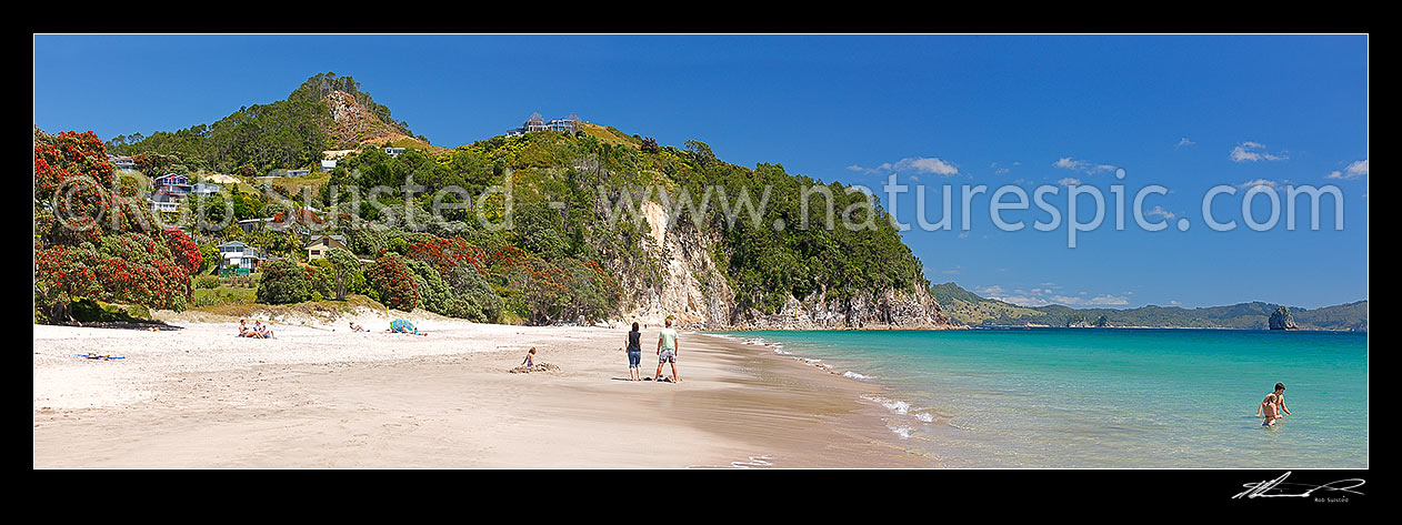 Image of Hahei Beach with a family, sunbathers and swimmers enjoying the sunny summers day. Pohutukawa trees flowering and an azure blue sea. Panorama, Hahei, Coromandel Peninsula, Thames-Coromandel District, Waikato Region, New Zealand (NZ) stock photo image