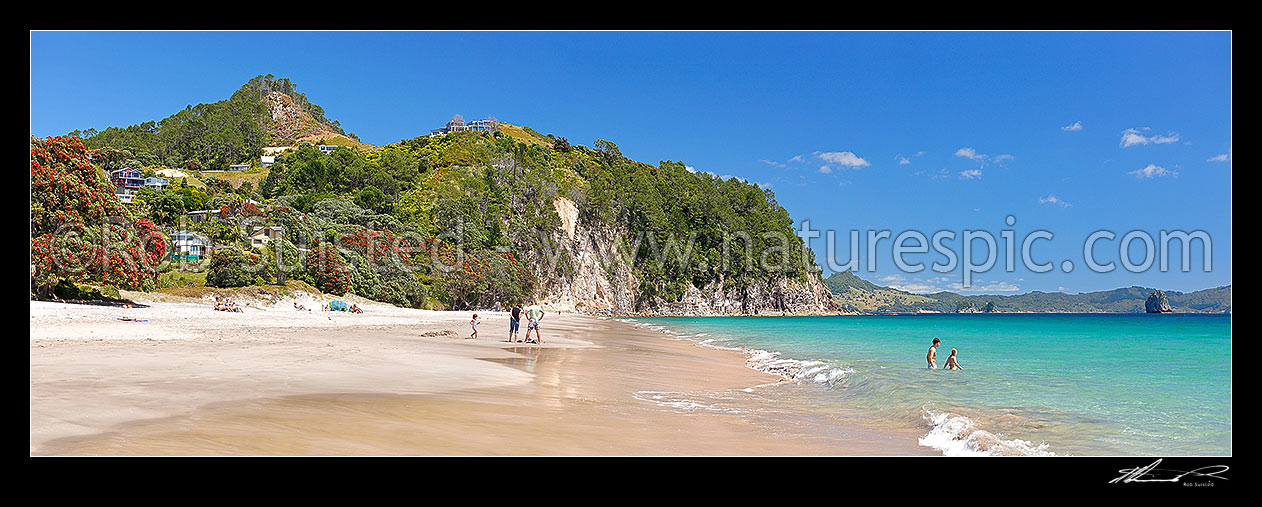 Image of Hahei Beach with a family, sunbathers and swimmers enjoying the sunny summers day. Pohutukawa trees flowering and an azure blue sea. Panorama, Hahei, Coromandel Peninsula, Thames-Coromandel District, Waikato Region, New Zealand (NZ) stock photo image