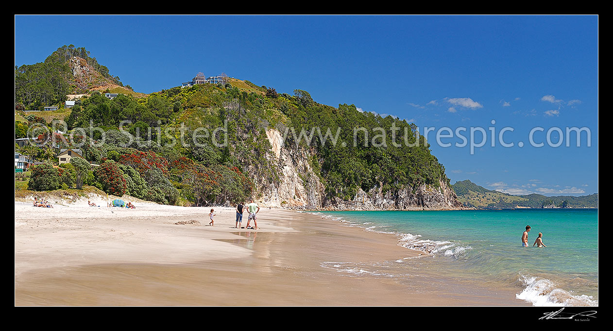 Image of Hahei Beach with a family, sunbathers and swimmers enjoying the sunny summers day. Pohutukawa trees flowering and an azure blue sea. Panorama, Hahei, Coromandel Peninsula, Thames-Coromandel District, Waikato Region, New Zealand (NZ) stock photo image