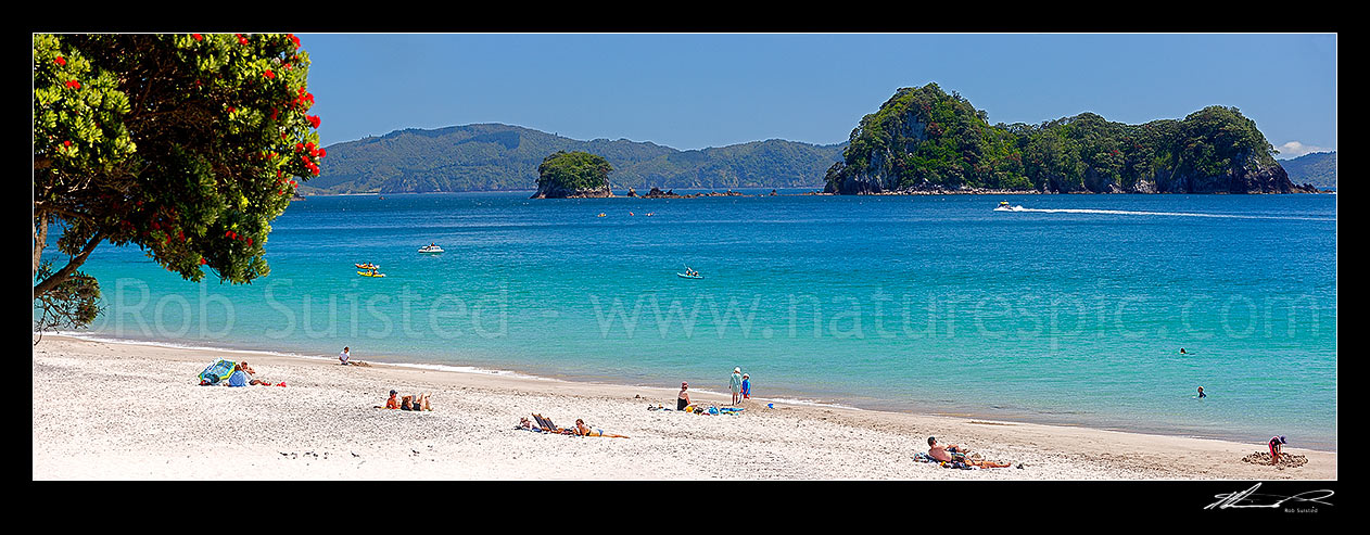 Image of Hahei Beach. Families, sunbathers, kayakers, boaties and swimmers enjoying the summers day. Pohutukawa trees flowering with Mahurangi (Goat) Island beyond. Panorama, Hahei, Coromandel Peninsula, Thames-Coromandel District, Waikato Region, New Zealand (NZ) stock photo image