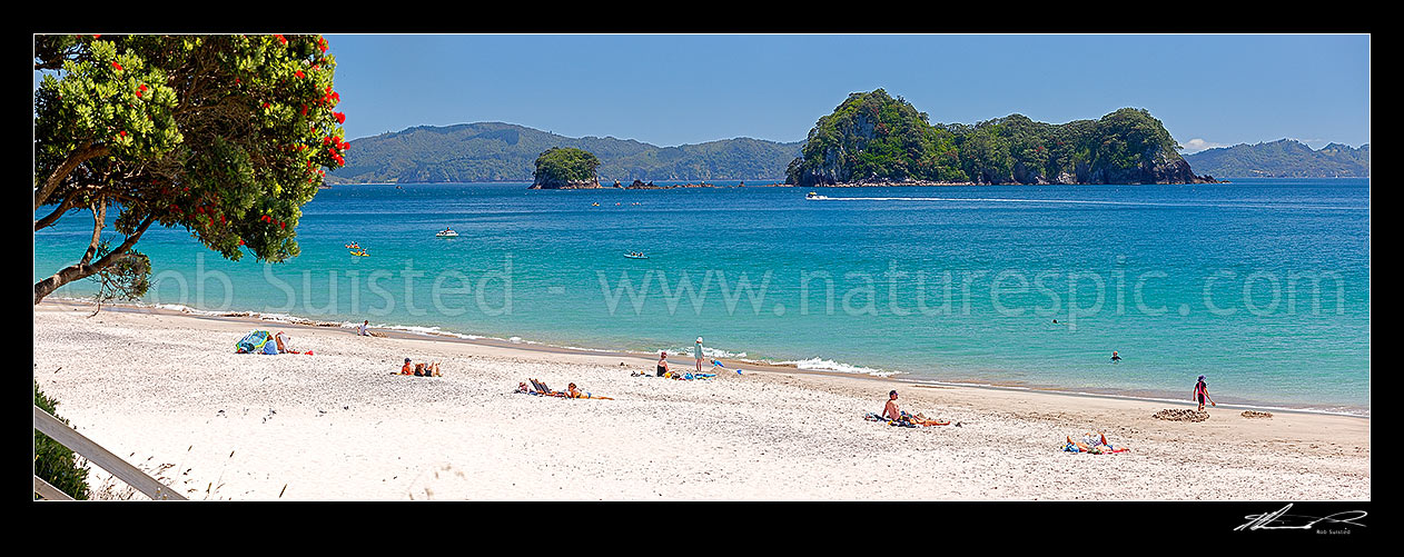 Image of Hahei Beach. Families, sunbathers, kayakers, boaties and swimmers enjoying the summers day. Pohutukawa trees flowering with Mahurangi (Goat) Island beyond. Panorama, Hahei, Coromandel Peninsula, Thames-Coromandel District, Waikato Region, New Zealand (NZ) stock photo image