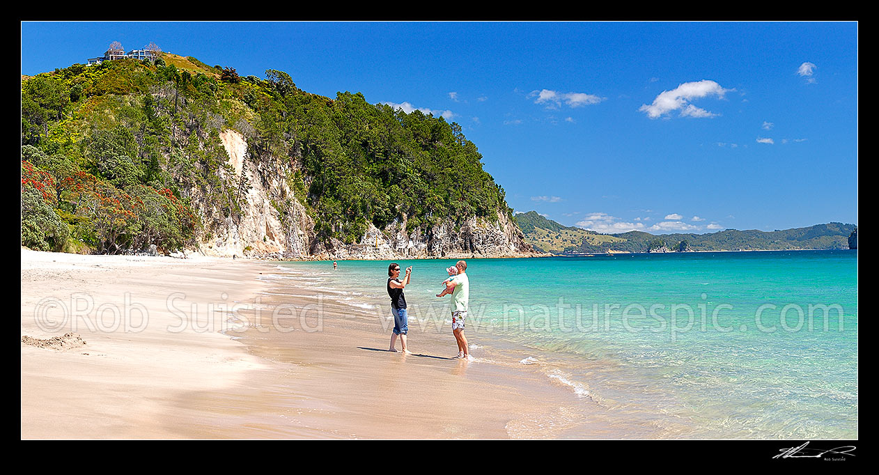 Image of Hahei Beach with a family enjoying and photographing the sunny summers day. Pohutukawa trees flowering and an azure blue sea. Panorama, Hahei, Coromandel Peninsula, Thames-Coromandel District, Waikato Region, New Zealand (NZ) stock photo image