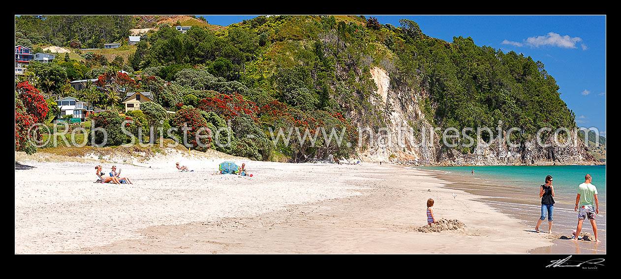 Image of Hahei Beach with a family, sunbathers and swimmers enjoying the sunny summers day. Pohutukawa trees flowering and an azure blue sea. Panorama, Hahei, Coromandel Peninsula, Thames-Coromandel District, Waikato Region, New Zealand (NZ) stock photo image