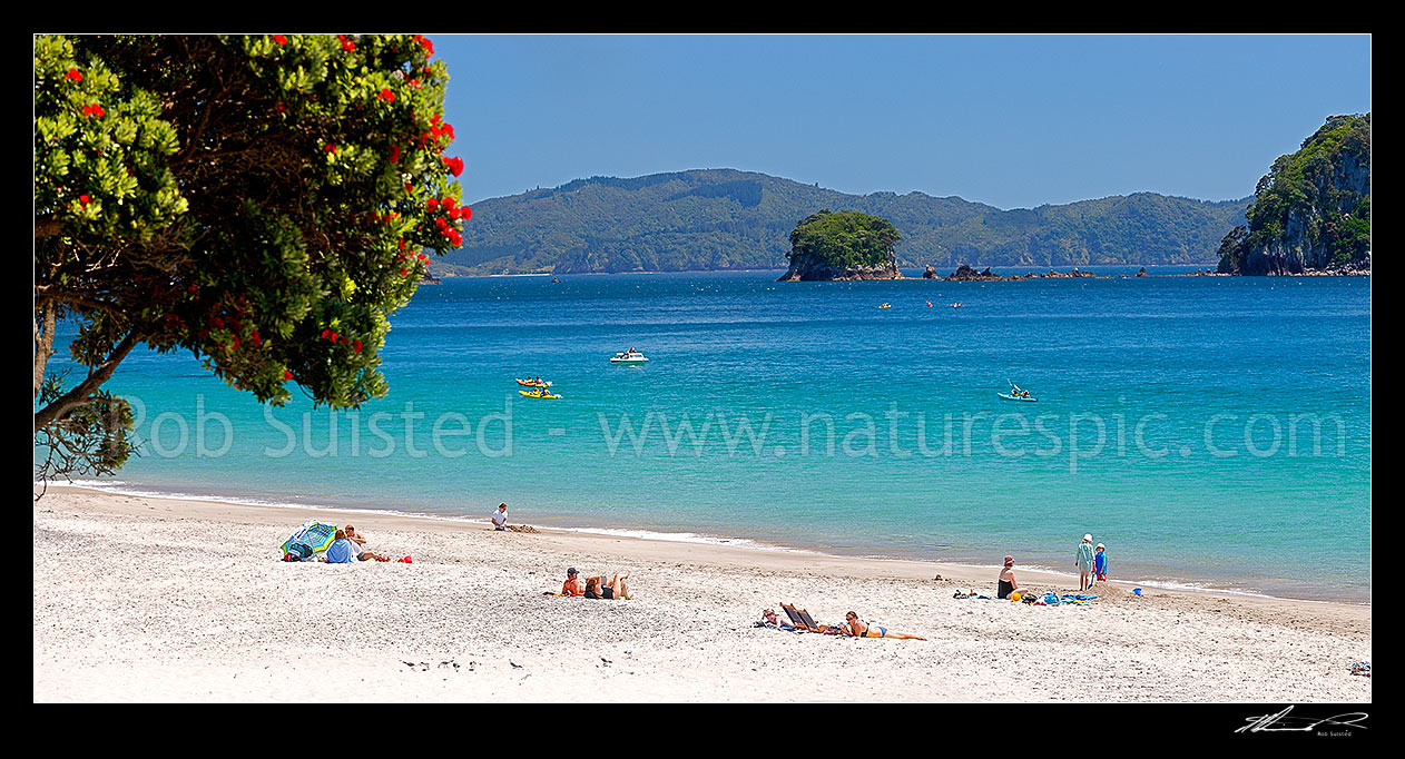 Image of Hahei Beach. Families, sunbathers, kayakers, boaties and swimmers enjoying the summers day, with Pohutukawa trees flowering. Panorama, Hahei, Coromandel Peninsula, Thames-Coromandel District, Waikato Region, New Zealand (NZ) stock photo image