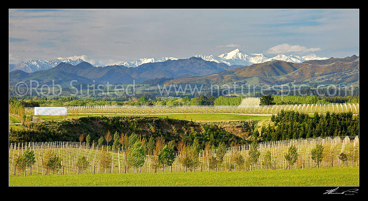 Image of Developing wine growing region in Cheviot, north of Waipara North Canterbury, with Inland Kaikoura Ranges and Mount Tapuae-o-uenuku behind. Panorama, Cheviot, North Canterbury, Hurunui District, Canterbury Region, New Zealand (NZ) stock photo image