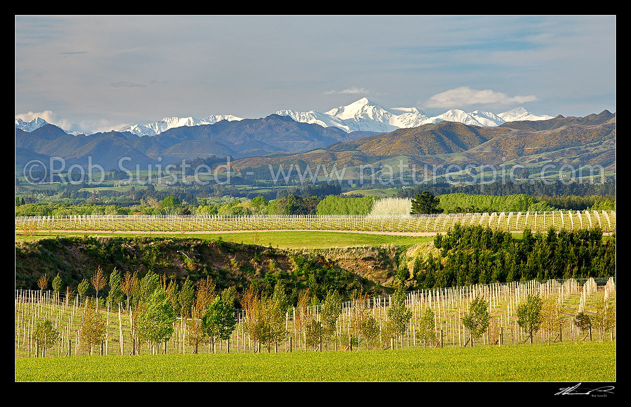 Image of Developing wine growing region in Cheviot, north of Waipara North Canterbury, with Inland Kaikoura Ranges and Mount Tapuae-o-uenuku behind, Cheviot, North Canterbury, Hurunui District, Canterbury Region, New Zealand (NZ) stock photo image