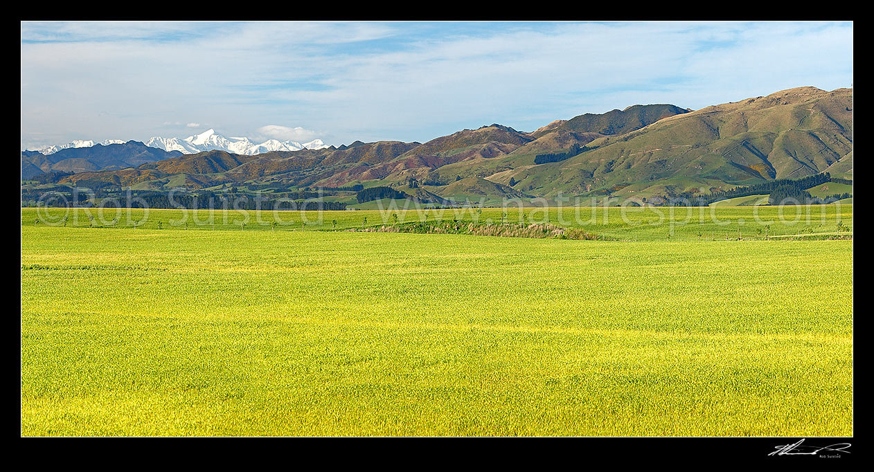 Image of Farmland and lush spring grassland near Cheviot, with Inland Kaikoura Ranges and Mount Tapuae-o-uenuku behind. Panorama, Cheviot, North Canterbury, Hurunui District, Canterbury Region, New Zealand (NZ) stock photo image