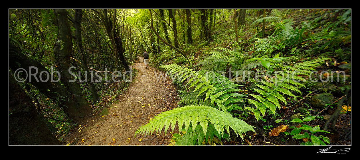 Image of Visitor on walking track through broadleaf, mahoe, kohekohe and fern forest. Mount Kaukau walkway trail. Northern Walkway. Panorama, Khandallah, Wellington City District, Wellington Region, New Zealand (NZ) stock photo image