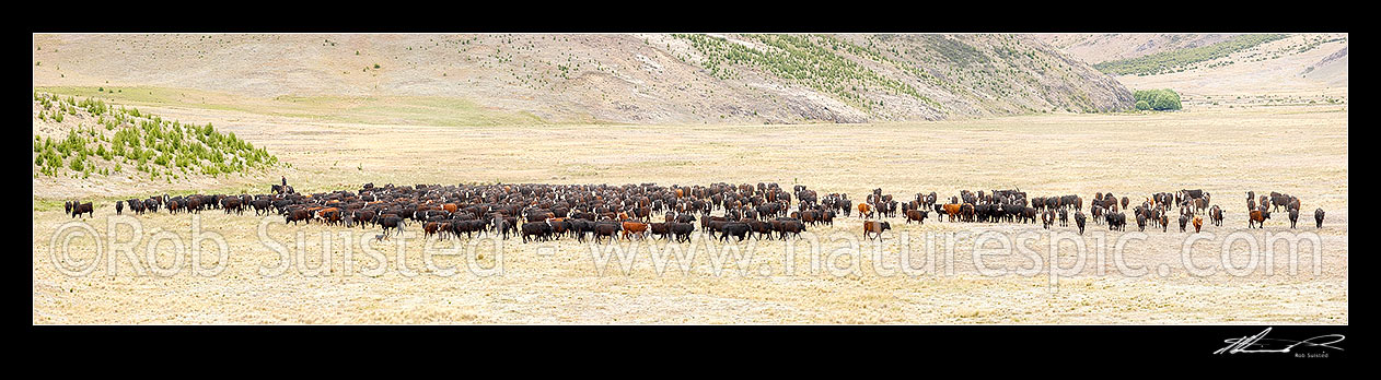 Image of Mustering cattle heifers down the Alma River valley towards Tarndale homestead and yards on horseback. Panorama, Molesworth Station, Marlborough District, Marlborough Region, New Zealand (NZ) stock photo image