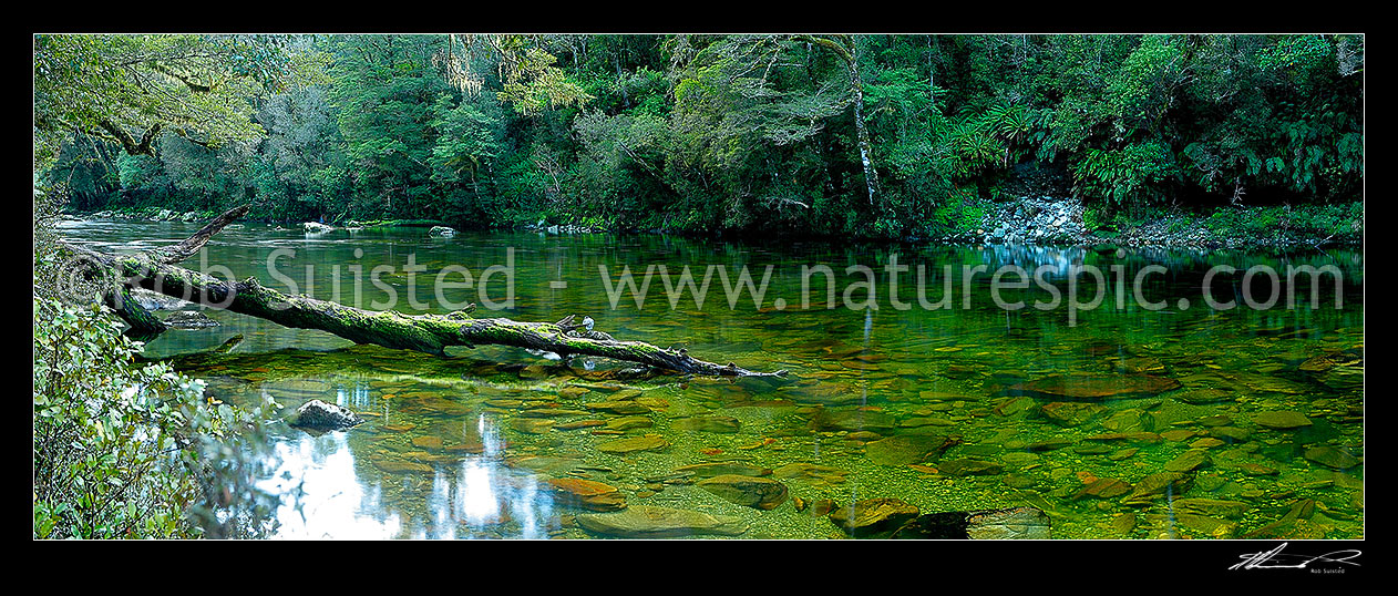 Image of Glaisnock River in the Glaisnock Wilderness Area. Serene river travelling amongst thick rainforest. Blue duck sitting on old log. Panorama, Fiordland National Park, Southland District, Southland Region, New Zealand (NZ) stock photo image