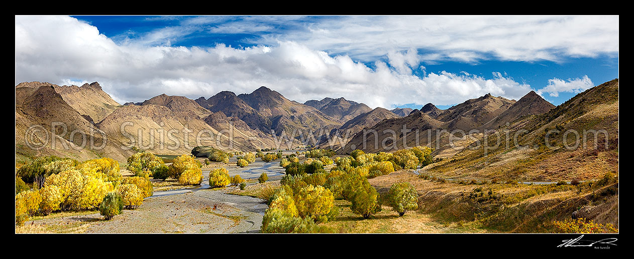 Image of Awatere River valley with autumn coloured willow trees. Panorama. Check out other season comparison: 45265, 44605, Awatere Valley, Marlborough District, Marlborough Region, New Zealand (NZ) stock photo image