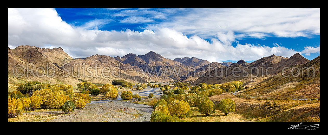 Image of Awatere River valley with autumn coloured willow trees. Panorama. Check out other season comparisons, Awatere Valley, Marlborough District, Marlborough Region, New Zealand (NZ) stock photo image