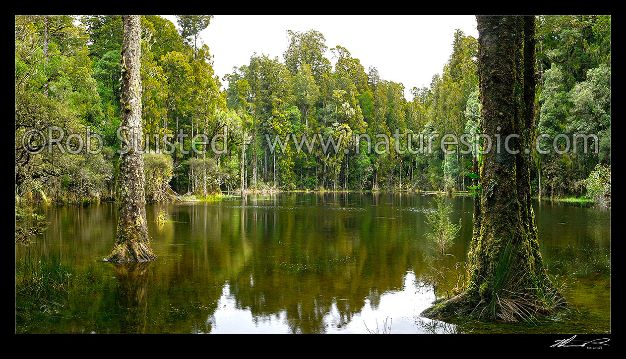 Image of Waihora Lagoon, still forest lake nestled amongst tall Podocarp forest - rimu, kahikatea trees etc. Panorama, Pureora Forest Park, Waitomo District, Waikato Region, New Zealand (NZ) stock photo image