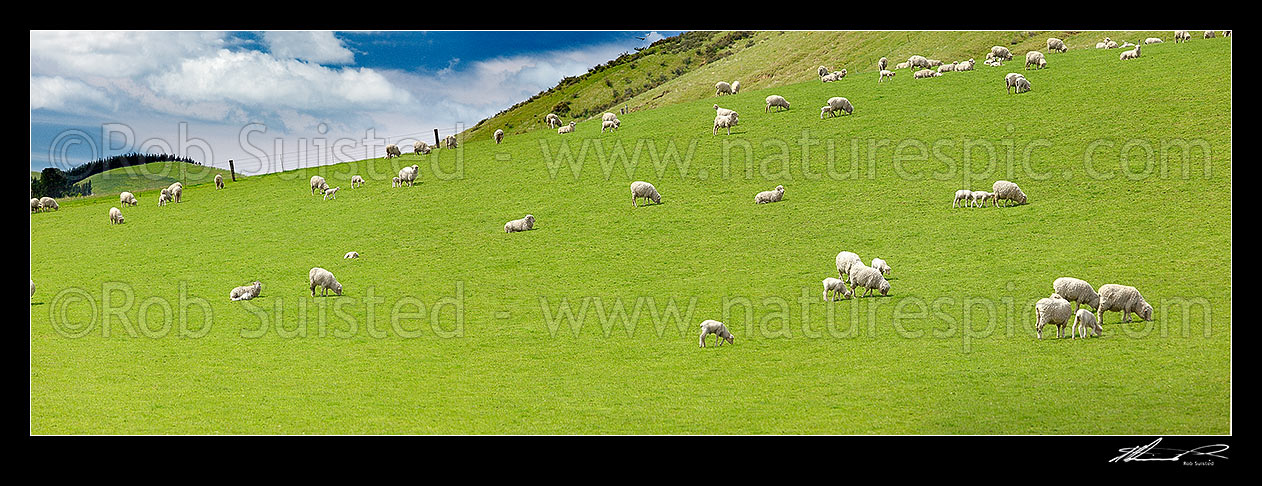 Image of Sheep and spring lambs grazing on lush green grass pasture. Panorama, Waipara, Canterbury, Hurunui District, Canterbury Region, New Zealand (NZ) stock photo image