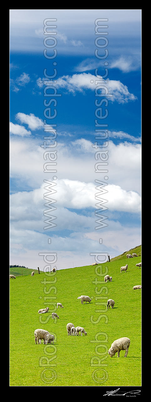 Image of Sheep and spring lambs grazing on lush green grass pasture. Blue sky. Vertical panorama, Waipara, Canterbury, Hurunui District, Canterbury Region, New Zealand (NZ) stock photo image