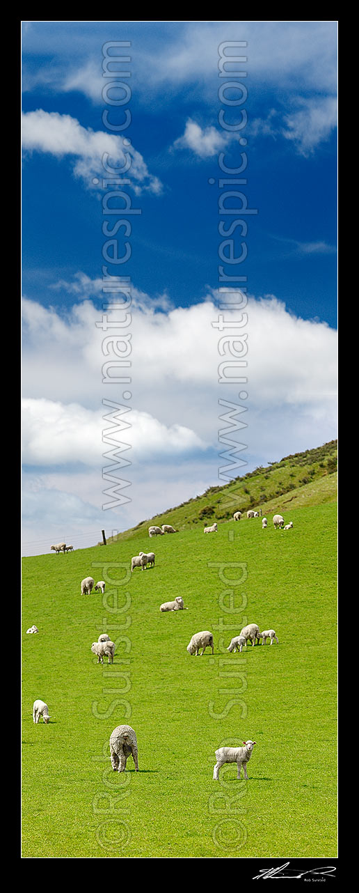 Image of Sheep and spring lambs grazing on lush green grass pasture. Blue sky. Vertical panorama, Waipara, Canterbury, Hurunui District, Canterbury Region, New Zealand (NZ) stock photo image