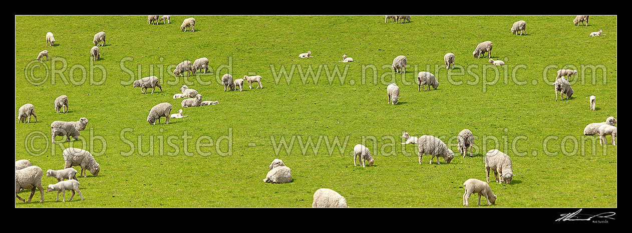 Image of Sheep and spring lambs grazing on lush green grass pasture. Panorama, Waipara, Canterbury, Hurunui District, Canterbury Region, New Zealand (NZ) stock photo image