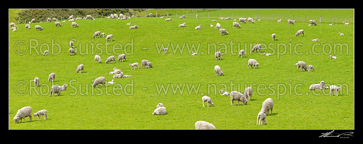 Image of Sheep and spring lambs grazing on lush green grass pasture. Panorama, Waipara, Canterbury, Hurunui District, Canterbury Region, New Zealand (NZ) stock photo image