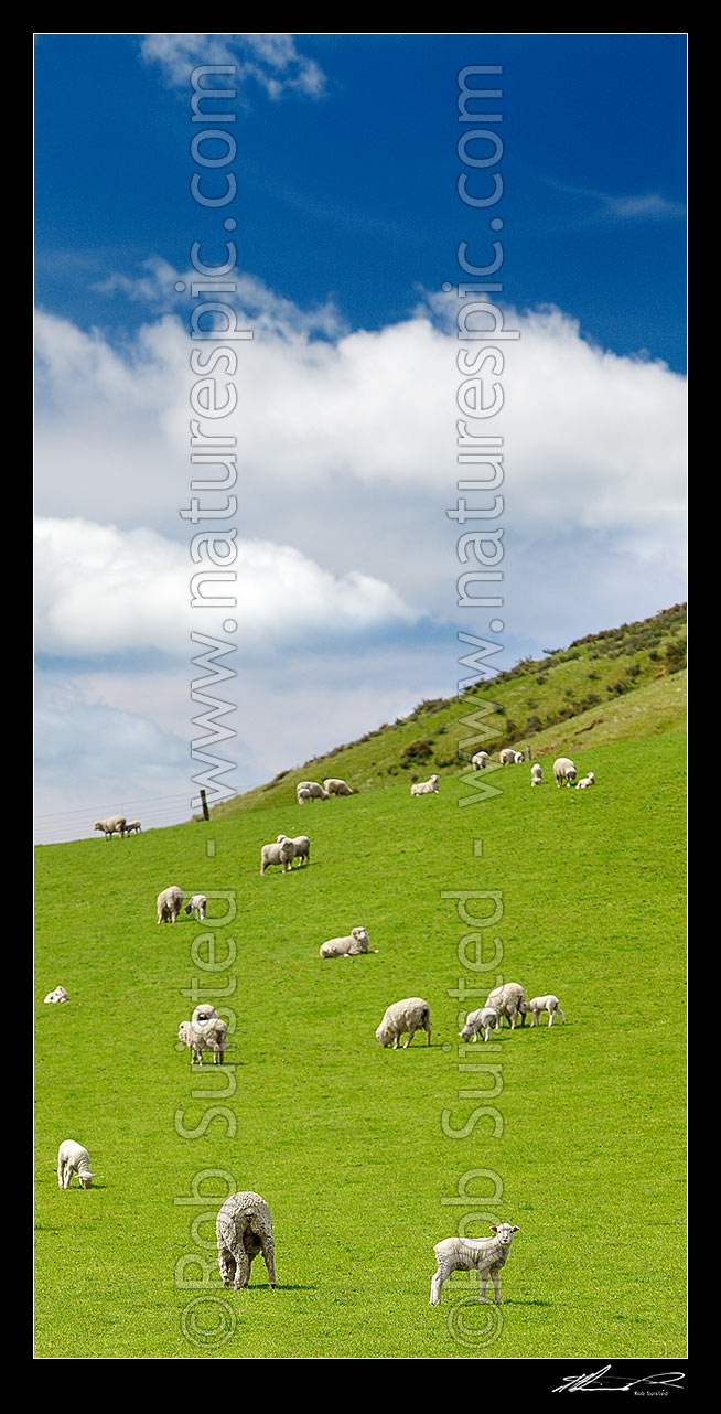 Image of Sheep and spring lambs grazing on lush green grass pasture. Blue sky. Vertical panorama, Waipara, Canterbury, Hurunui District, Canterbury Region, New Zealand (NZ) stock photo image