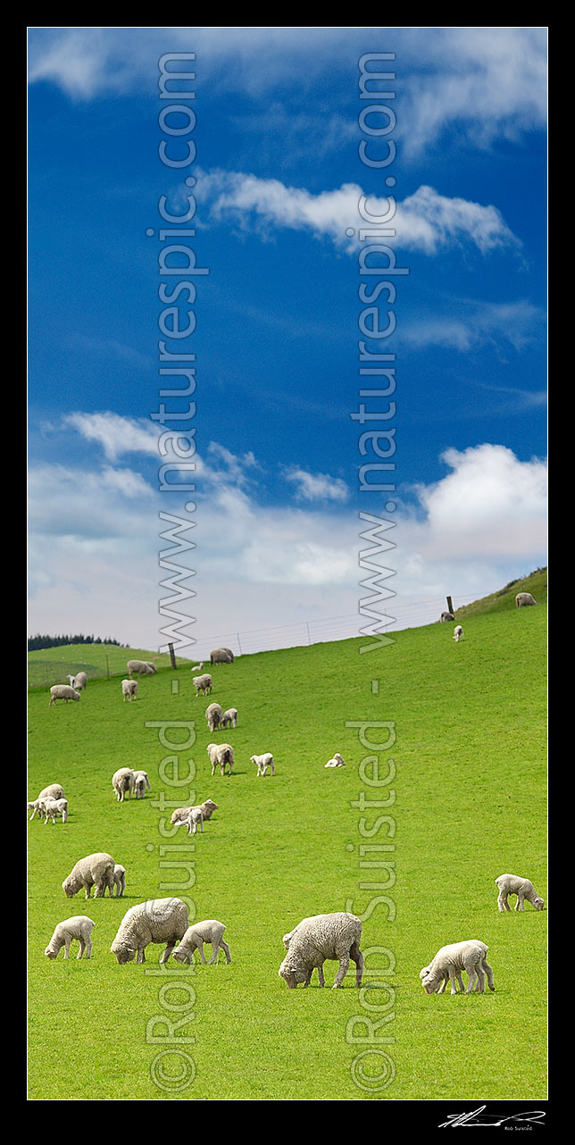 Image of Sheep and spring lambs grazing on lush green grass pasture. Blue sky. Vertical panorama, Waipara, Canterbury, Hurunui District, Canterbury Region, New Zealand (NZ) stock photo image