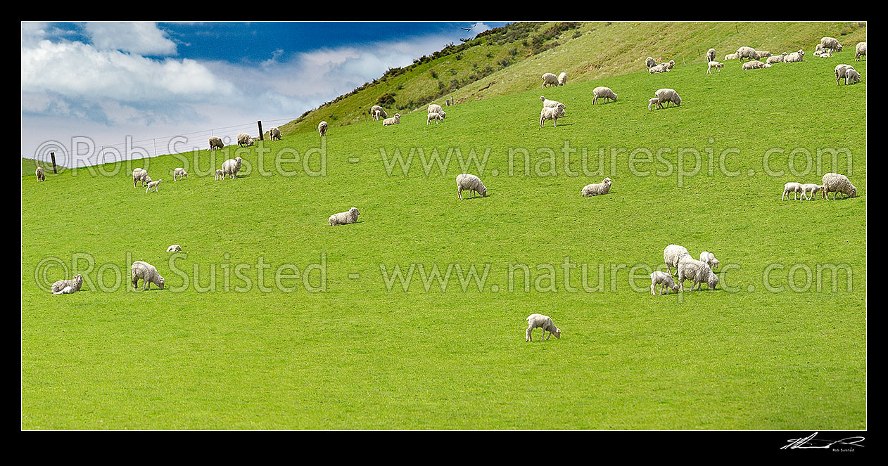 Image of Sheep and spring lambs grazing on lush green grass pasture. Panorama, Waipara, Canterbury, Hurunui District, Canterbury Region, New Zealand (NZ) stock photo image