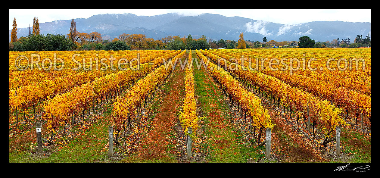 Image of Grapevines yellowing into Autumn colours on vineyard near Renwick. Misty Richmond Ranges behind. Panorama, Blenheim, Marlborough District, Marlborough Region, New Zealand (NZ) stock photo image