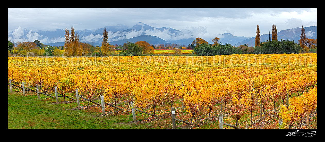 Image of Grapevines yellowing into Autumn colours on vineyard near Renwick. Misty Richmond Ranges behind. Panorama, Blenheim, Marlborough District, Marlborough Region, New Zealand (NZ) stock photo image