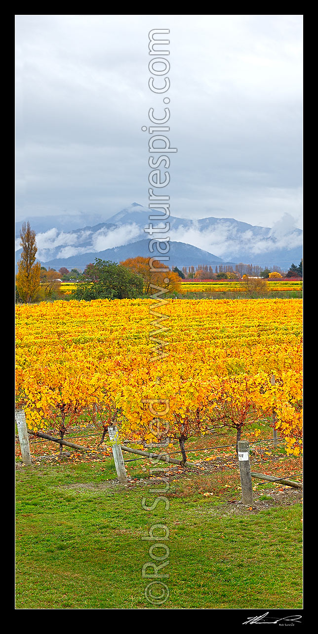 Image of Grapevines yellowing into Autumn colours on vineyard near Renwick. Misty Richmond Ranges behind. Vertical panorama, Blenheim, Marlborough District, Marlborough Region, New Zealand (NZ) stock photo image