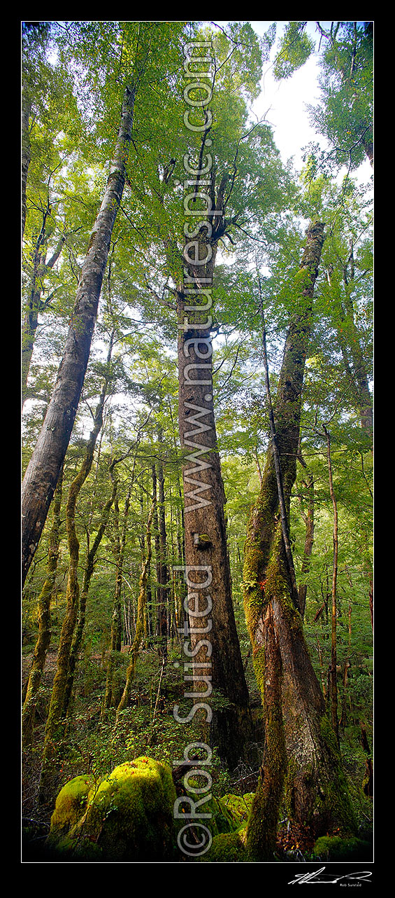 Image of Red Beech forest interior, trees and canopy (Fuscospora fusca, Syn Nothofagus fusca). Vertical panorama, Maruia, Buller District, West Coast Region, New Zealand (NZ) stock photo image