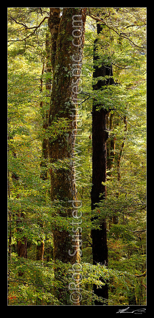 Image of Red Beech forest interior, trees, trunks and leaves (Fuscospora fusca, Syn Nothofagus fusca). Vertical panorama, Maruia, Buller District, West Coast Region, New Zealand (NZ) stock photo image