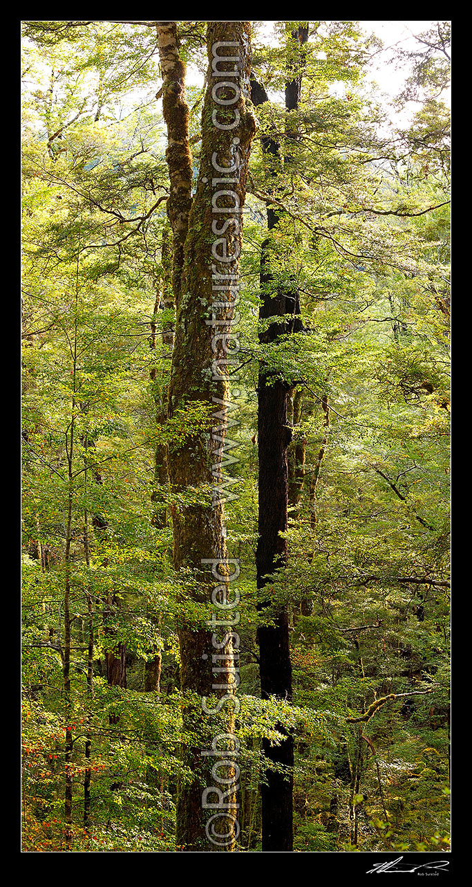 Image of Red Beech forest interior, trees, trunks and leaves (Fuscospora fusca, Syn Nothofagus fusca). Vertical panorama, Maruia, Buller District, West Coast Region, New Zealand (NZ) stock photo image