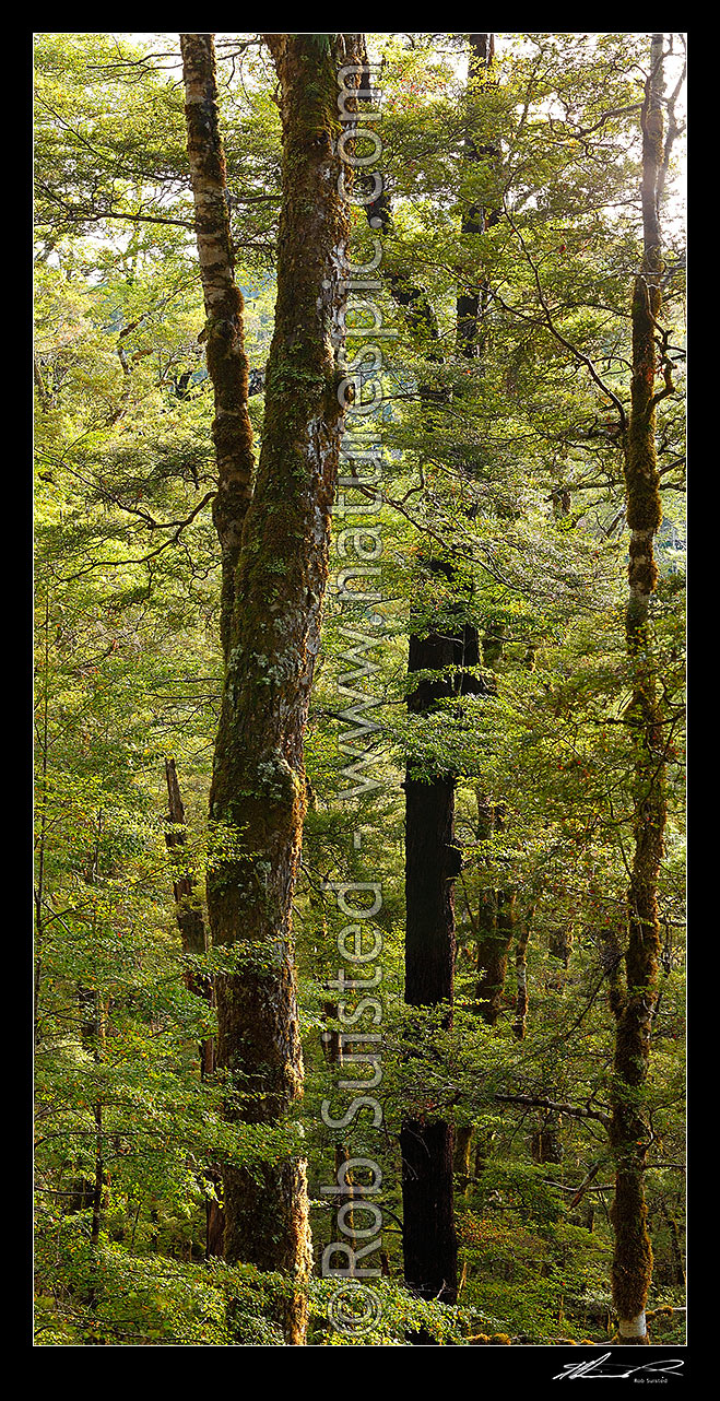 Image of Red Beech forest interior, trees, trunks and leaves (Fuscospora fusca, Syn Nothofagus fusca). Vertical panorama, Maruia, Buller District, West Coast Region, New Zealand (NZ) stock photo image