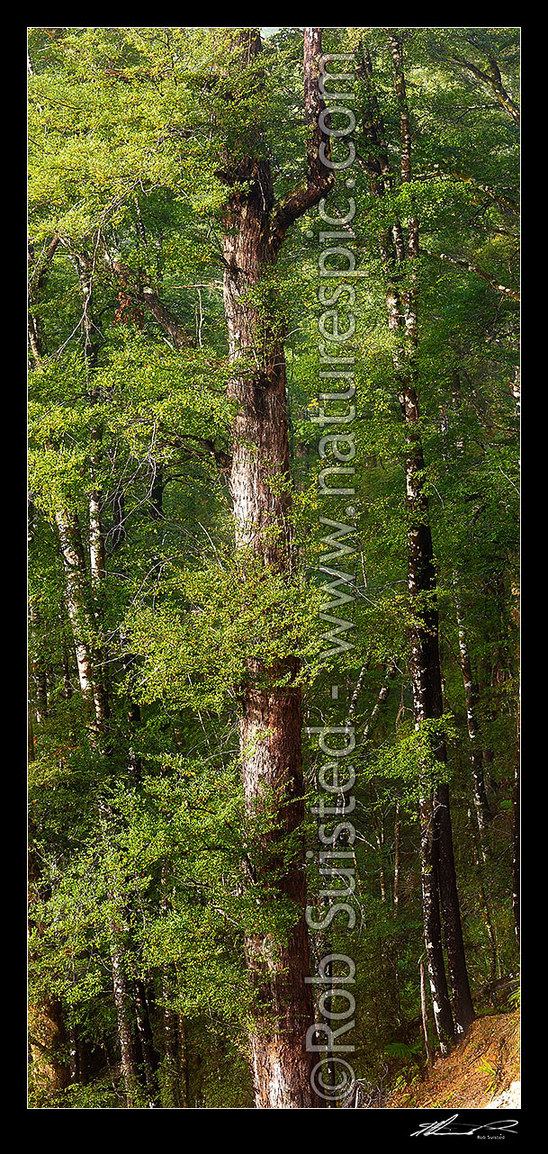 Image of Mature Red Beech tree amongst forest interior. Trees, trunks and leaves (Fuscospora fusca, Syn Nothofagus fusca). Vertical panorama, Maruia, Buller District, West Coast Region, New Zealand (NZ) stock photo image