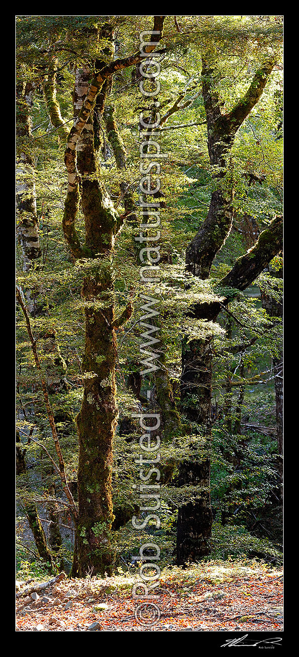 Image of Red Beech forest interior, trees, trunks and leaves (Fuscospora fusca, Syn Nothofagus fusca). Vertical panorama, Maruia, Buller District, West Coast Region, New Zealand (NZ) stock photo image