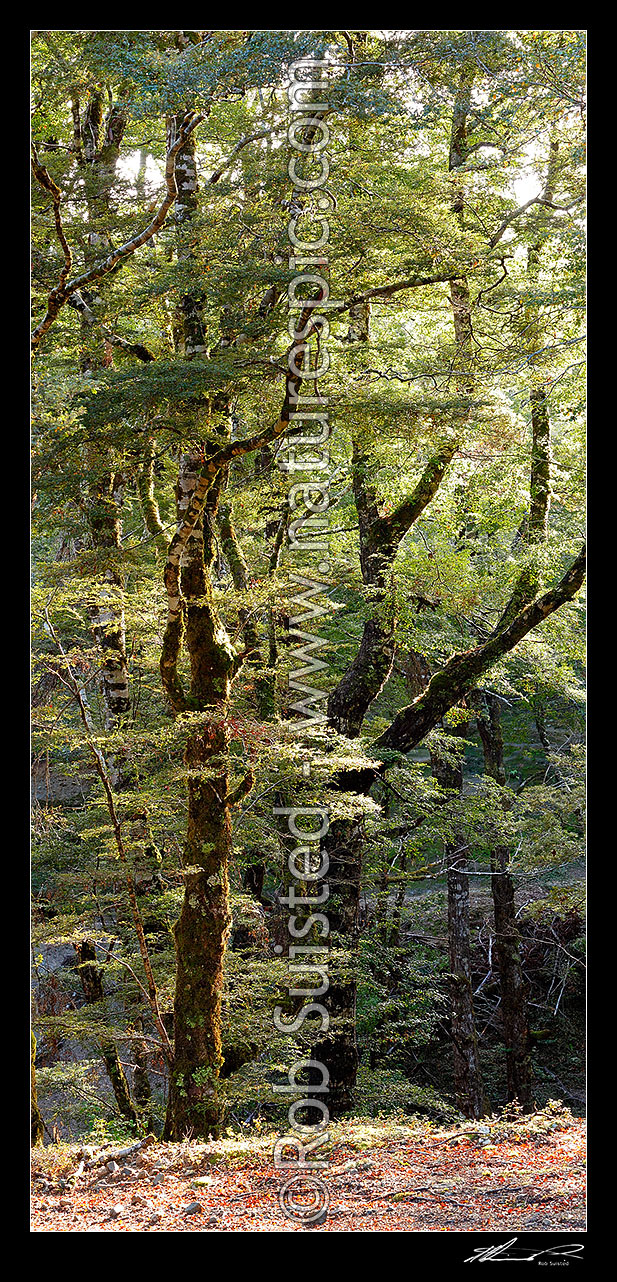 Image of Red Beech forest interior, trees, trunks and leaves (Fuscospora fusca, Syn Nothofagus fusca). Vertical panorama, Maruia, Buller District, West Coast Region, New Zealand (NZ) stock photo image