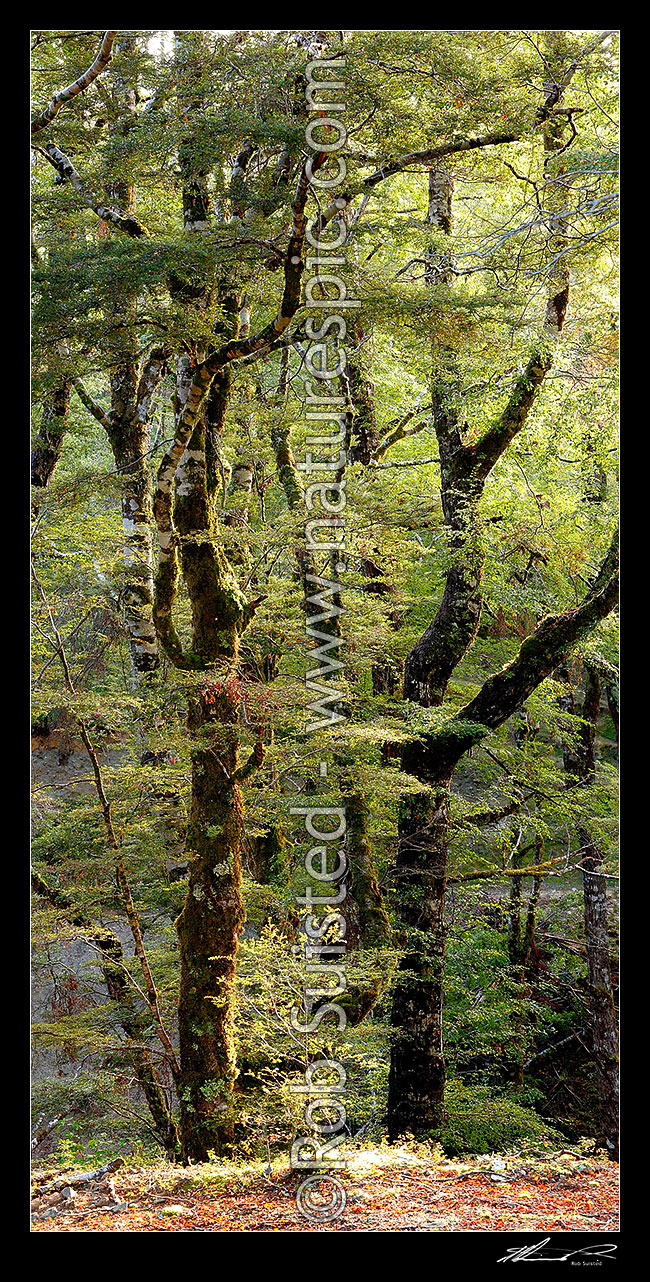 Image of Red Beech forest interior, trees, trunks and leaves (Fuscospora fusca, Syn Nothofagus fusca). Vertical panorama, Maruia, Buller District, West Coast Region, New Zealand (NZ) stock photo image