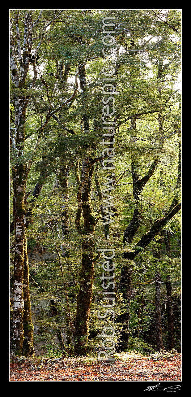 Image of Red Beech forest interior, trees, trunks and leaves (Fuscospora fusca, Syn Nothofagus fusca). Vertical panorama, Maruia, Buller District, West Coast Region, New Zealand (NZ) stock photo image