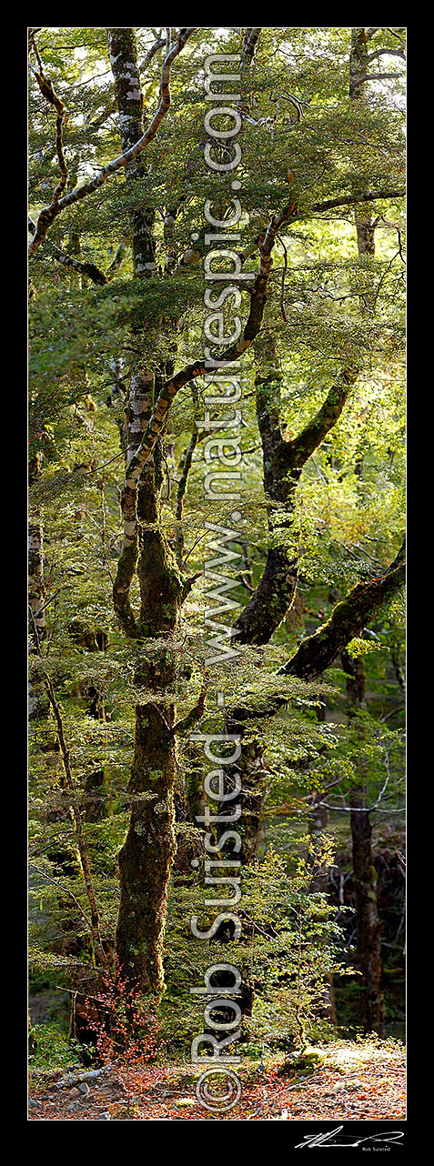 Image of Red Beech forest interior, trees, trunks and leaves (Fuscospora fusca, Syn Nothofagus fusca). Vertical panorama, Maruia, Buller District, West Coast Region, New Zealand (NZ) stock photo image