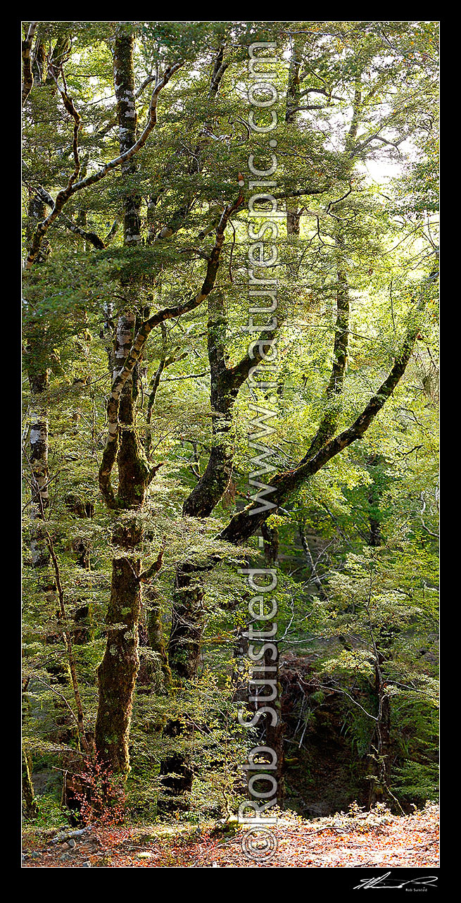 Image of Red Beech forest interior, trees, trunks and leaves (Fuscospora fusca, Syn Nothofagus fusca). Vertical panorama, Maruia, Buller District, West Coast Region, New Zealand (NZ) stock photo image