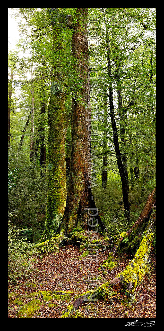 Image of Giant Red Beech tree inside beech forest interior, looking up through the forest canopy (Fuscospora fusca, Syn Nothofagus fusca). Vertical panorama, Maruia, Buller District, West Coast Region, New Zealand (NZ) stock photo image