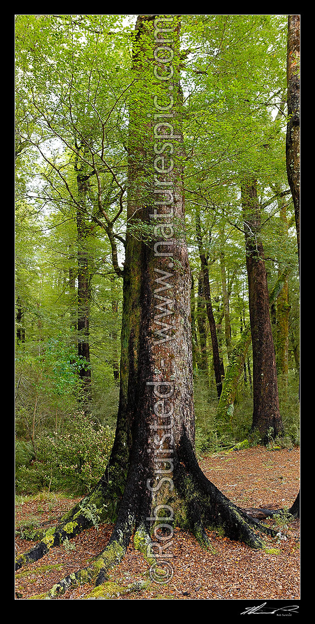 Image of Large Red Beech trees inside beech forest interior (Fuscospora fusca, Syn Nothofagus fusca). Vertical panorama, Maruia, Buller District, West Coast Region, New Zealand (NZ) stock photo image