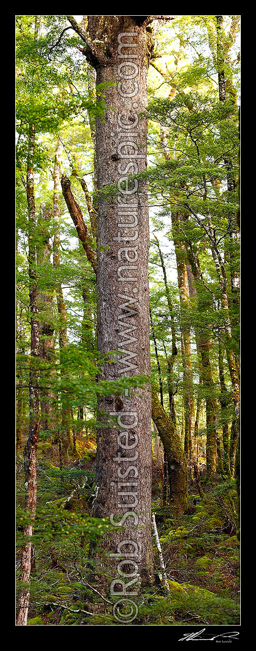 Image of Giant Red Beech tree inside beech forest interior (Fuscospora fusca, Syn Nothofagus fusca). Vertical panorama, Maruia, Buller District, West Coast Region, New Zealand (NZ) stock photo image