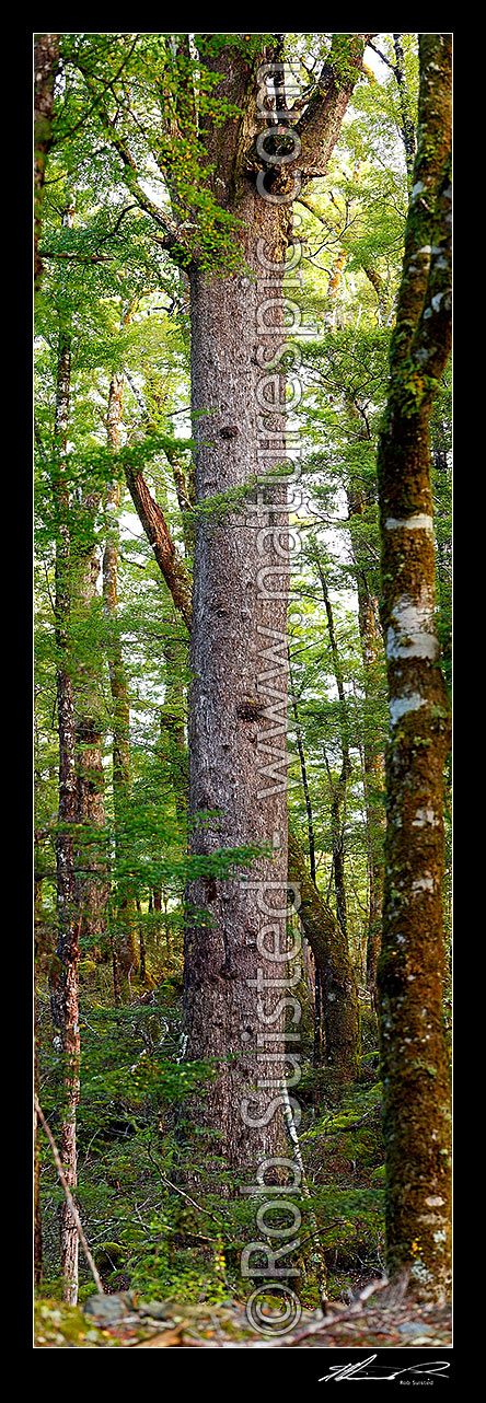 Image of Giant Red Beech tree inside beech forest interior (Fuscospora fusca, Syn Nothofagus fusca). Vertical panorama, Maruia, Buller District, West Coast Region, New Zealand (NZ) stock photo image